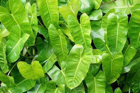 Green Philodendron Leaves In Nature Garden Stock Photo Image Of Green