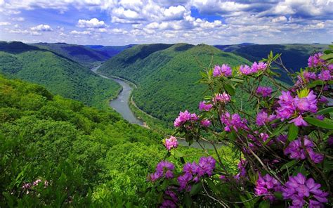 13 River Flowers Nature Wallpaper Basty Wallpaper