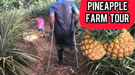 Tour Huge Pineapple Farm With A One Foot Pineapple Farmer Farm Tour In