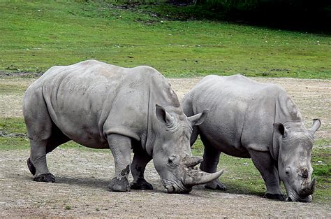 Free Images Adventure Wildlife Zoo Mammal Fauna Rhinoceros