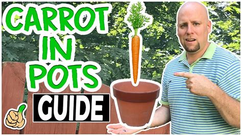 Grow Carrots In Containers Best Way To Grow Carrots In A Bucket Youtube