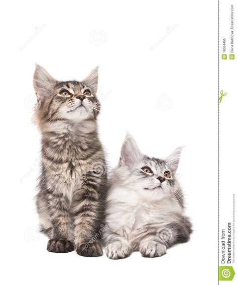 Two Fluffy Kittens Stock Photo Image Of Couple Small