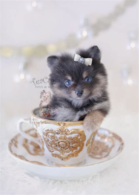 Merle pomeranian puppies for sale near me. Tiny Teacup Pomeranian Puppies | Teacups, Puppies & Boutique