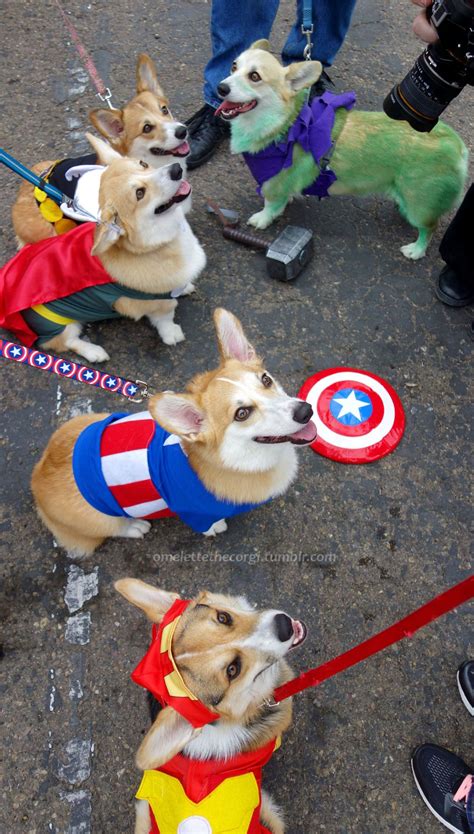 Stop Everything Upvote Avengers Corgis Pet Costumes Corgi Cute Corgi