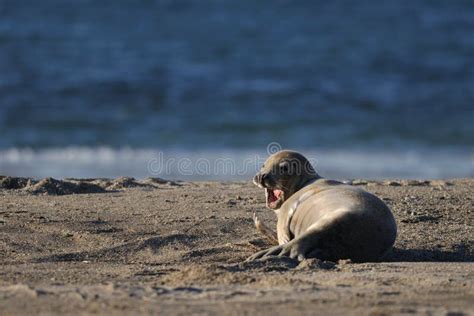 Harbor Seal Stock Photo Image Of Together Water South 33290424