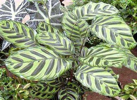 È definita una pianta eterofilla: Piante da interno, regole base - Idee Green