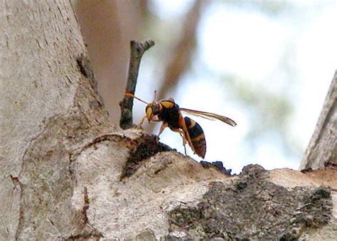 Yellow Potter Wasp Abispa Ephippium