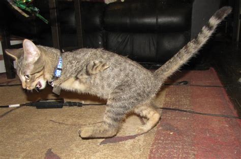 This Adorable Two Legged Kitten Looks Like A Little T Rex