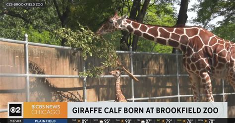 Brookfield Zoo Welcomes Giraffe Calf Cbs Chicago