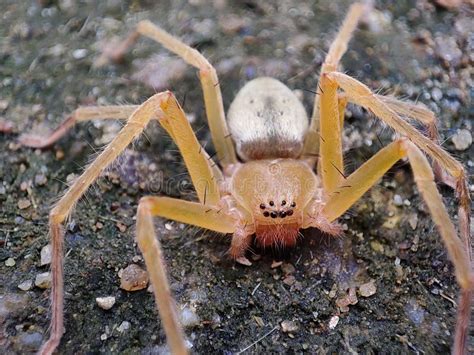 Closeup Shot Of A Brown Recluse Spider On The Soil Stock Image Image