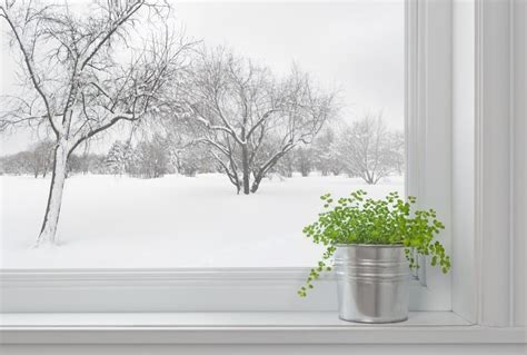Beat The Winter Doldrums With Indoor Herbs Off The Grid News