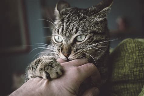 Cat Love Bites An Interesting Type Of Communication In 2020 With