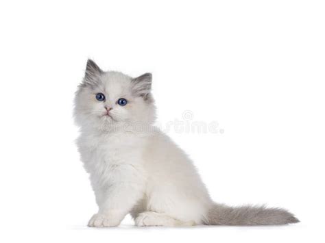 Ragdoll Cat Kitten On White Background Stock Photo Image Of White