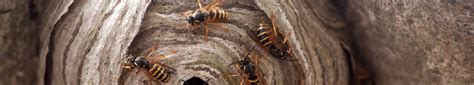 experts  wasp nest removal control  melbourne