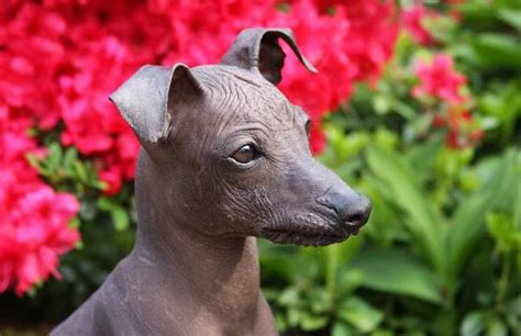 Peruvian Hairless Dogs ‘as Important As Machu Picchu Video Science