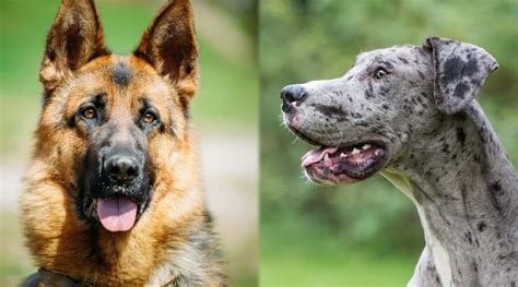 German Shepherd Vs Great Dane Dog Breed Comparison