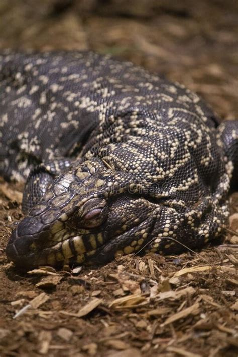 A Large Monitor Lizard Close Up Stock Photo Image Of Isolated Genus