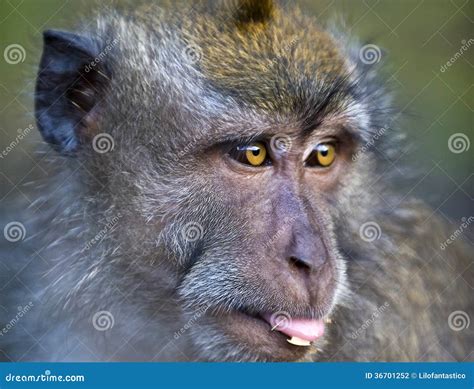Monkey Sticks Out Tongue Stock Photo Image Of Primate 36701252