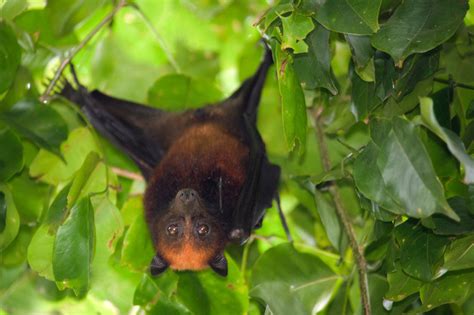 Petition · Flying Foxes Under Threat In Qld ·