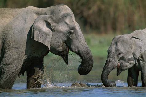 Female Asian Elephants Mysteriously Stop Reproducing Later In Life