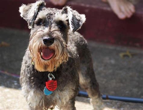 hemlock schnauzers  massachusetts find  miniature schnauzer puppy good dog