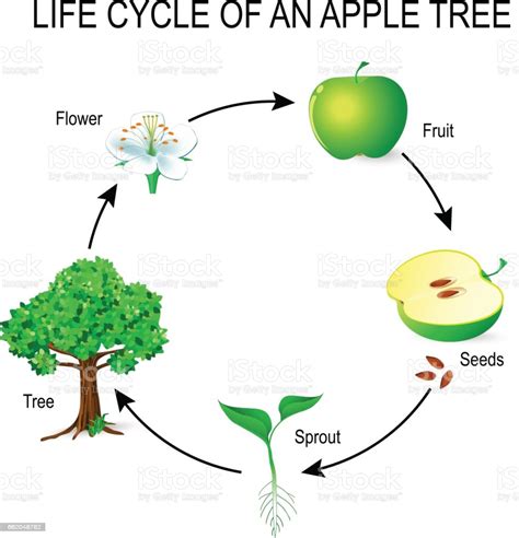 Introduce your children to the life cycle of an apple tree with this collection of primary resources. Life Cycle Of An Apple Tree Stock Illustration - Download Image Now - iStock