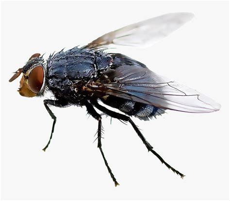 Black Fly Insect Mosquito Housefly House Fly Flies Transparent