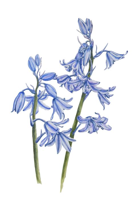 Bluebells In Watercolour Paint Such A Lovely Spring Flower Botanical Painting Watercolor