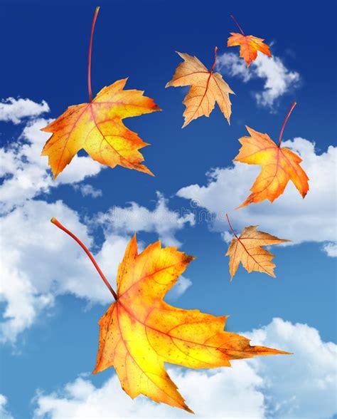 Maple Leaves Falling Against A Blue Sky Stock Photo Image Of Autumn