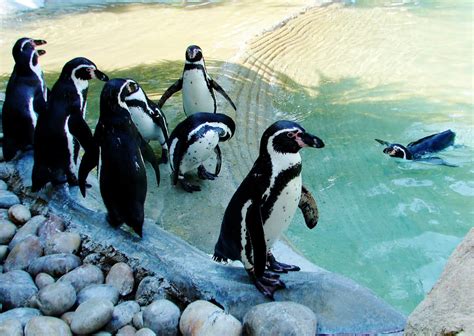 Breathtaking Penguins At The Santo Inacio Zoo