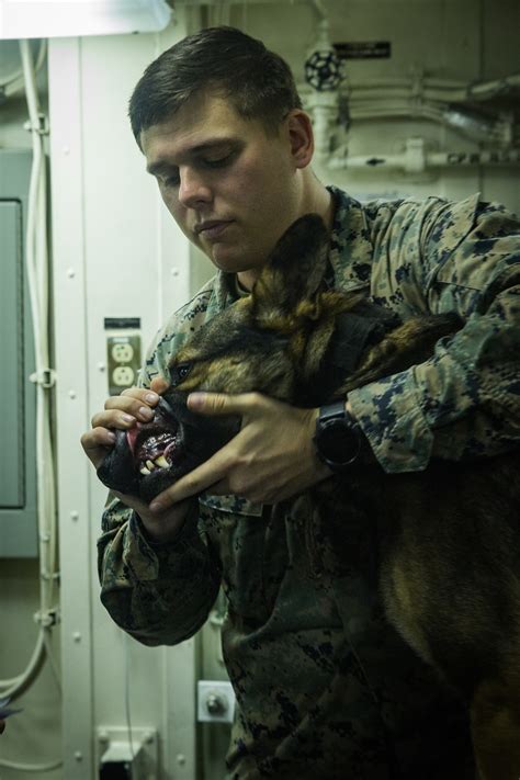 Dvids Images 31st Meu K 9 Handlers Teach Tactical Combat Casualty