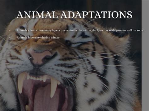 Top 156 Taiga Biome Animal Adaptations