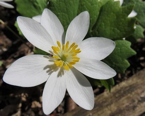 What Is Bloodroot What Are The Benefits Of Bloodroot