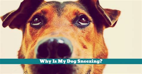 Puppies have a lot of growing to do. Why Is My Dog Sneezing? - Pet Hooligans