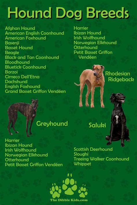 Top 5 Hound Dog Breeds Hound Dog Breeds Dog Breeds Hound Dog