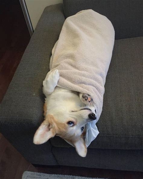 Burrito Daze Corgi Cute Corgi Corgi Dog
