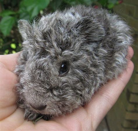 Wow What A Cute Curly Guinea Pig Baby Guinea Pigs Guinea Pig