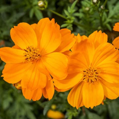 Organic Orange Cosmos Seeds Ireland Bright Wild Flower Garden Seed