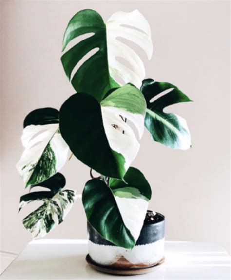 Variegated Houseplants You Can Actually Afford That Planty Life
