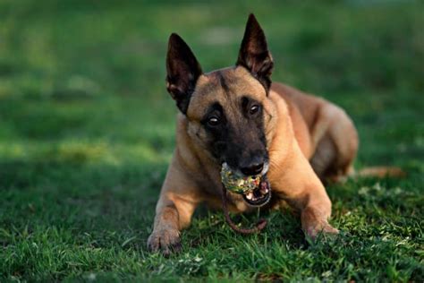 Flämisch mechelaar), im flämischen teil belgiens mechelaar genannt, ist eine varietät des belgischen schäferhundes, einer anerkannten belgischen hunderasse. Belgian Malinois VS German Shepherd: Which Breed Is Right ...