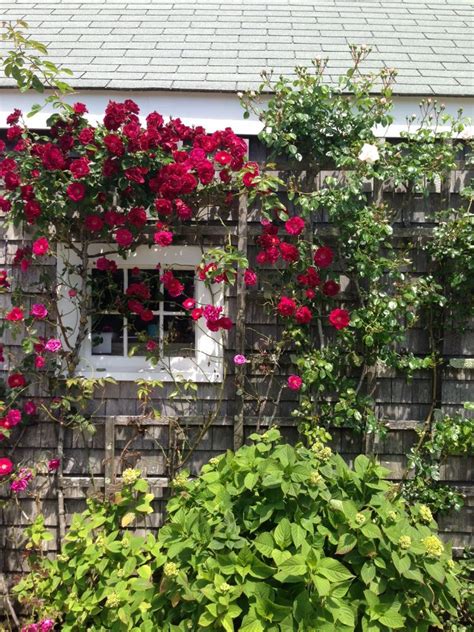Getting Started With Climbing Roses