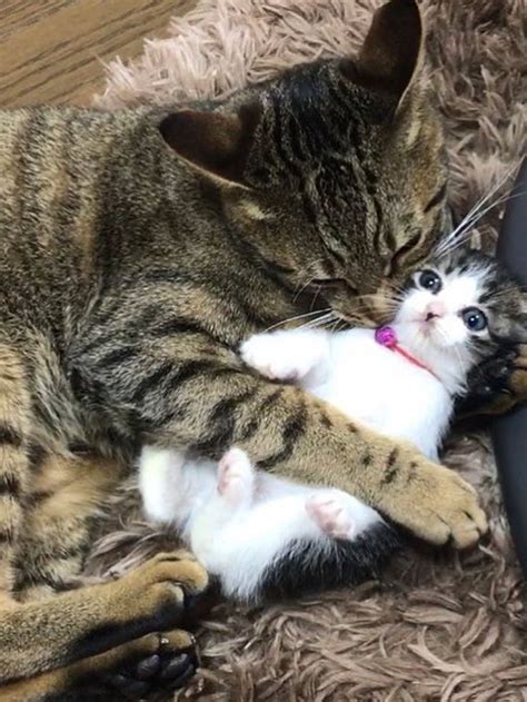 Tabby Cats Took To Orphaned Kittens And Raised Them With Cuddles Love