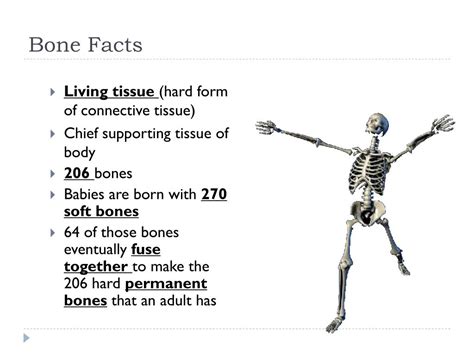 Ppt The Skeleton Powerpoint Presentation Free Download Id2109863