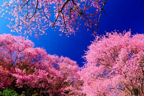Imagini De Primavara Care Iti Taie Respiratia Top 3 Cei Mai Spectaculosi Copaci Cu Flori Din Lume