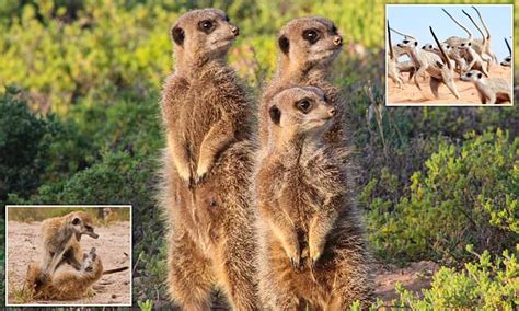 Meerkats Stiffen Their Tails And Puff Out Their Fur In A War Dance To