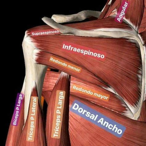 Músculos del tórax posterior en con imágenes Anatomia humana huesos Anatomia musculos