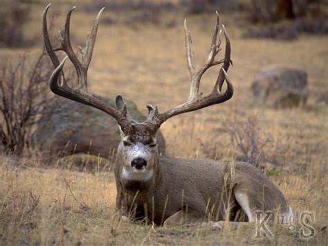 Download 120+ royalty free deer rack vector images. Giant Mule Deer Bucks - a gallery on Flickr