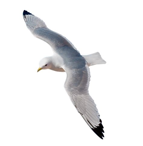 Gull Png Transparent Image Download Size 577x591px