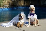 The Dog Wedding Movie Contest | POPSUGAR Pets