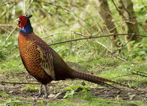 Is Pheasant Ok For Dogs